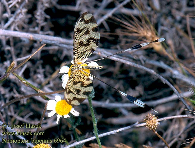 Nemoptera bipennis lusitanica Below thread lacewing Fadenhaft Нитекрылка Stuholetka