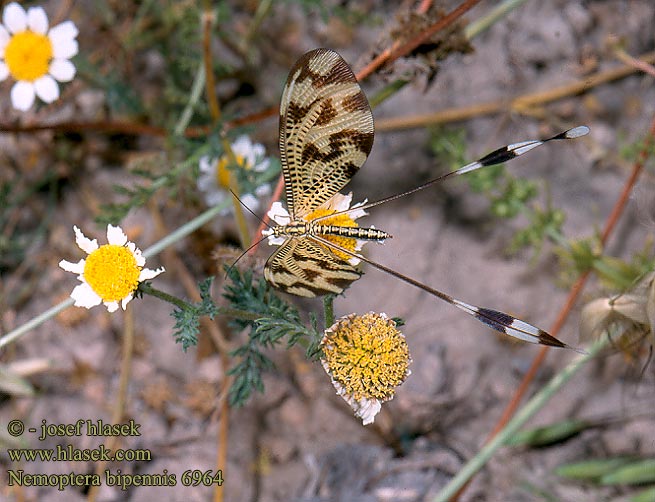 Fadenhaft Нитекрылка Stuholetka Nemoptera bipennis lusitanica Below thread lacewing