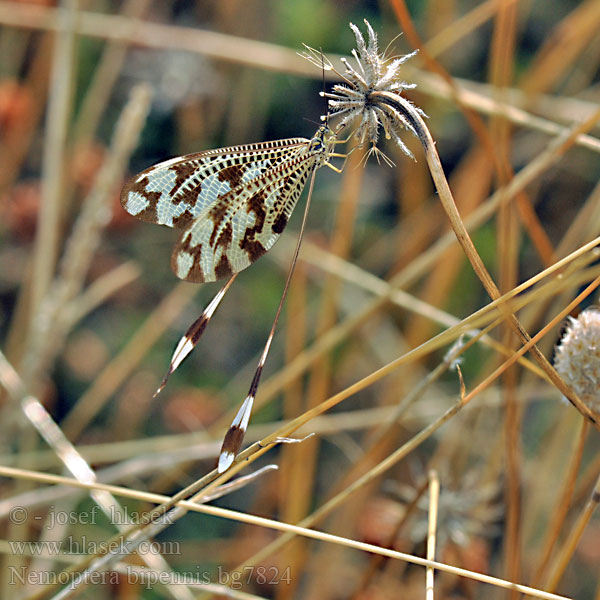 Below thread lacewing Fadenhaft Нитекрылка Stuholetka Nemoptera bipennis lusitanica