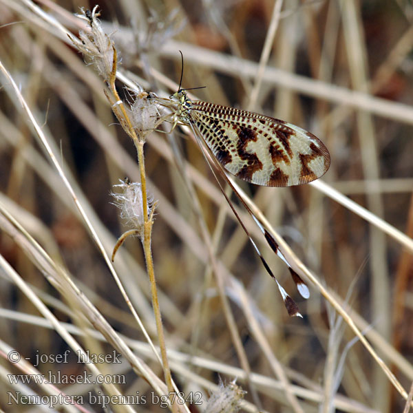 Нитекрылка Stuholetka Nemoptera bipennis lusitanica Below thread lacewing Fadenhaft
