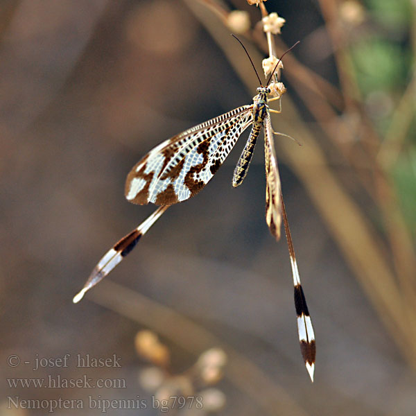 Stuholetka Nemoptera bipennis Нитекрылка lusitanica Below thread lacewing Fadenhaft