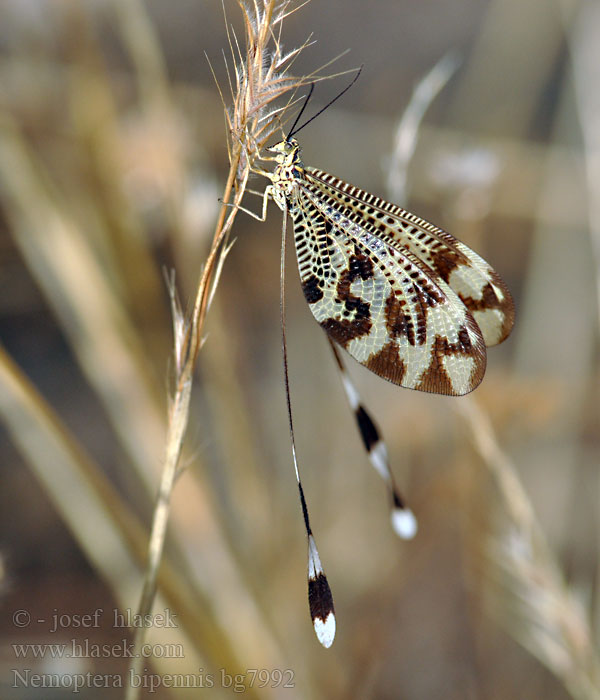 Nemoptera lusitanica bipennis Stuholetka Нитекрылка Below thread lacewing Fadenhaft