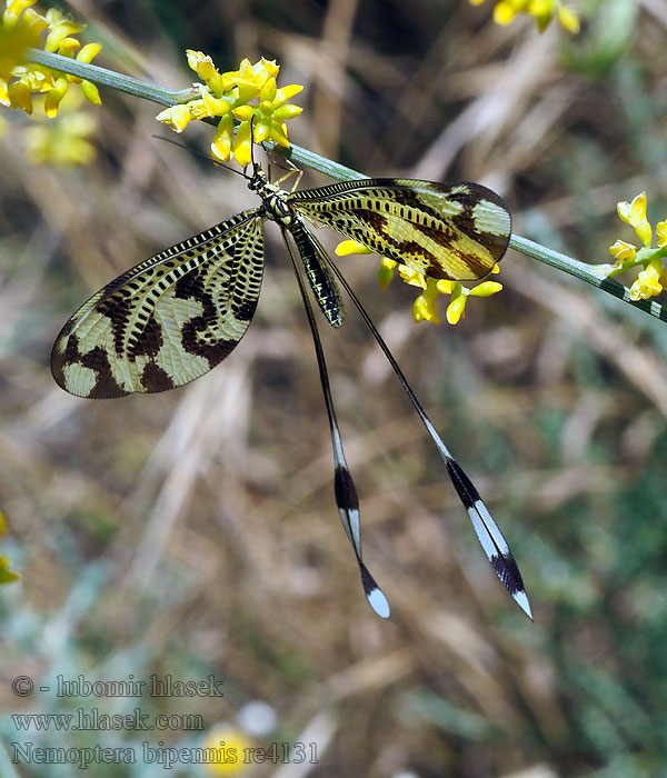 Nemoptera bipennis