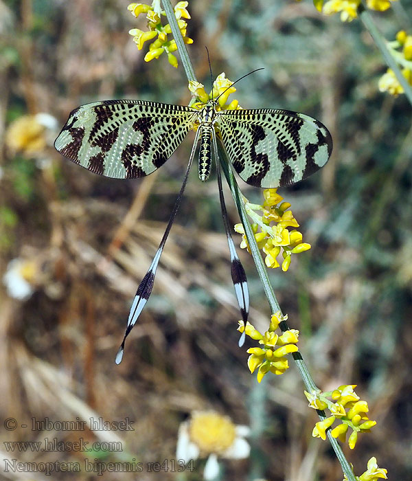 Nemoptera bipennis