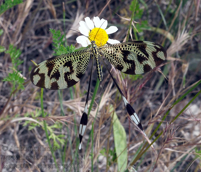 Nemoptera bipennis