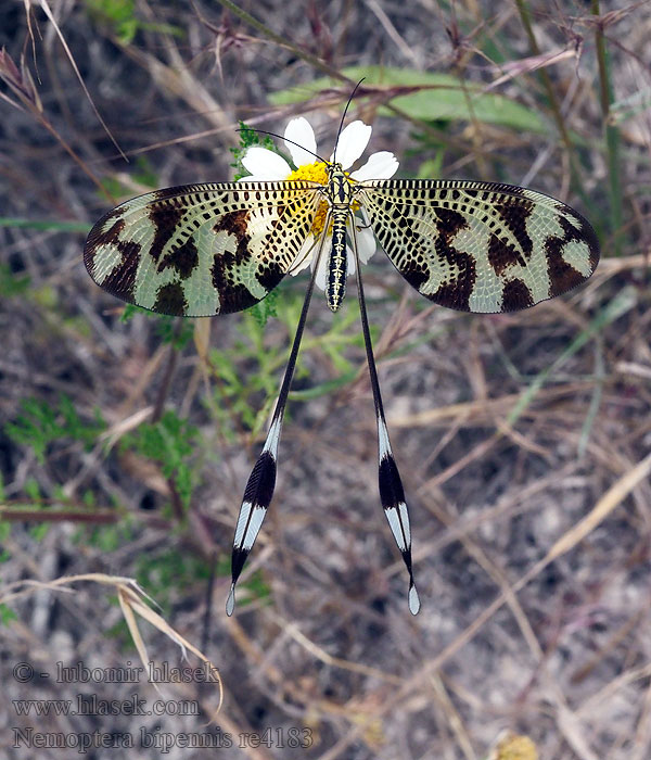 Nemoptera bipennis