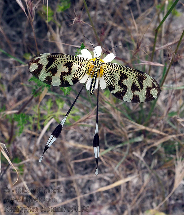 Nemoptera bipennis