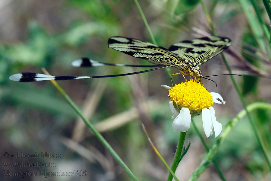 Nemoptera bipennis