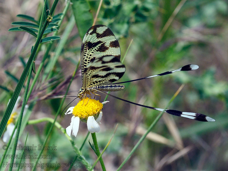 Nemoptera bipennis