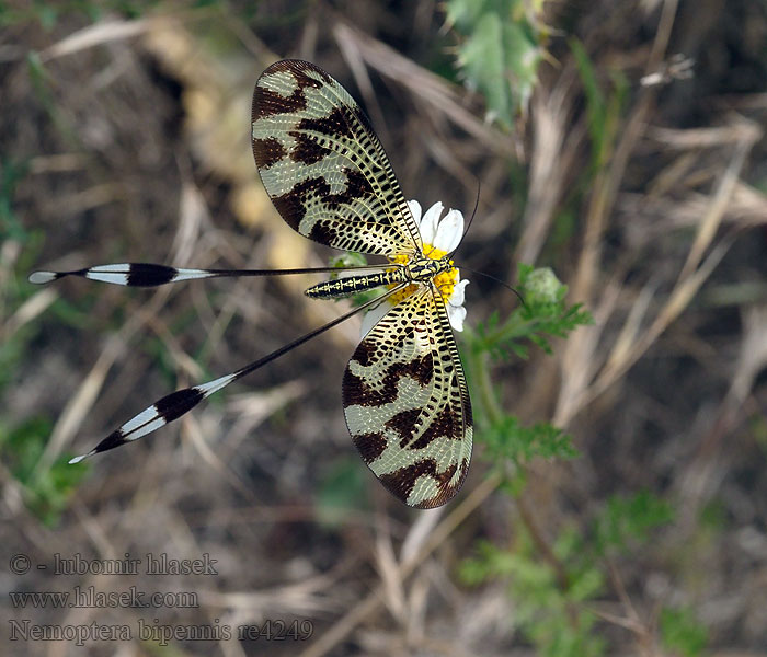 Below thread lacewing Fadenhaft Nemoptera bipennis