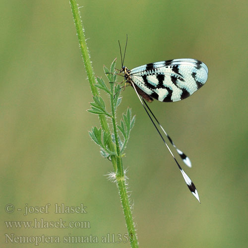 Stuholetka jižní Spoonwing lacewing Thread-winged Antlion Нитекрылка закавказская Nemoptera sinuata