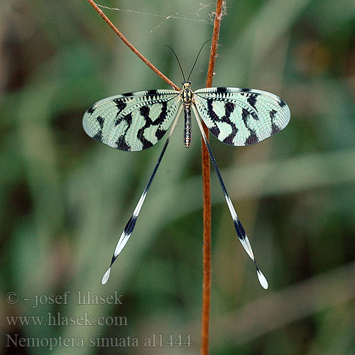 Thread-winged Antlion Нитекрылка закавказская Nemoptera sinuata Stuholetka jižní Spoonwing lacewing