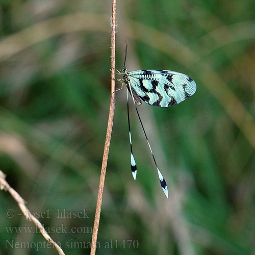 Нитекрылка закавказская Nemoptera sinuata Stuholetka jižní Spoonwing lacewing Thread-winged Antlion