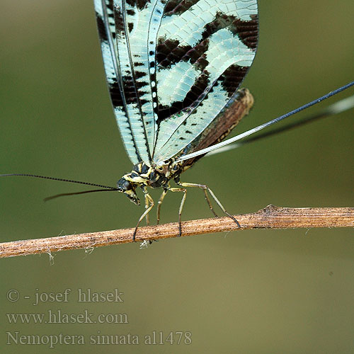 Нитекрылка закавказская Nemoptera sinuata Stuholetka jižní Spoonwing lacewing Thread-winged Antlion