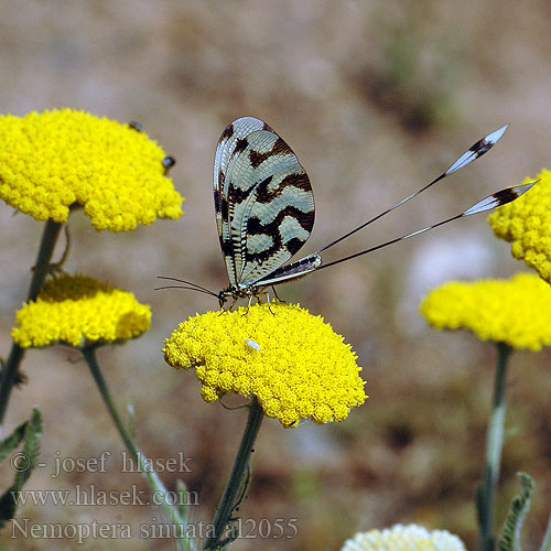 Stuholetka jižní Spoonwing lacewing Thread-winged Antlion Нитекрылка закавказская Nemoptera sinuata