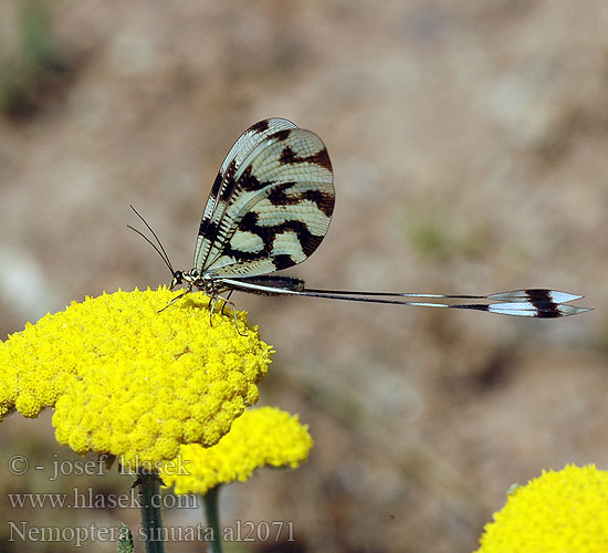 Stuholetka jižní Spoonwing lacewing Thread-winged Antlion Нитекрылка закавказская Nemoptera sinuata