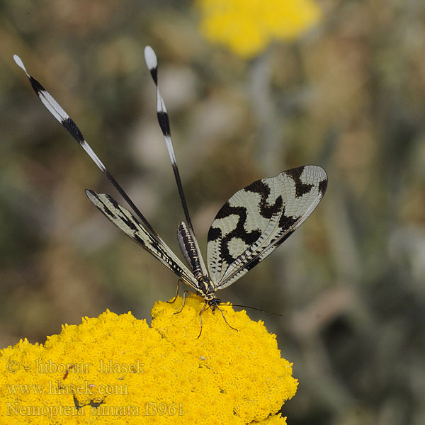 Нитекрылка закавказская Uçurtma böcüğü Fadenhaft Nemoptere sinué sinueuse Nemoptera sinuata Stuholetka jižní Spoonwing lacewing Thread-winged Antlion