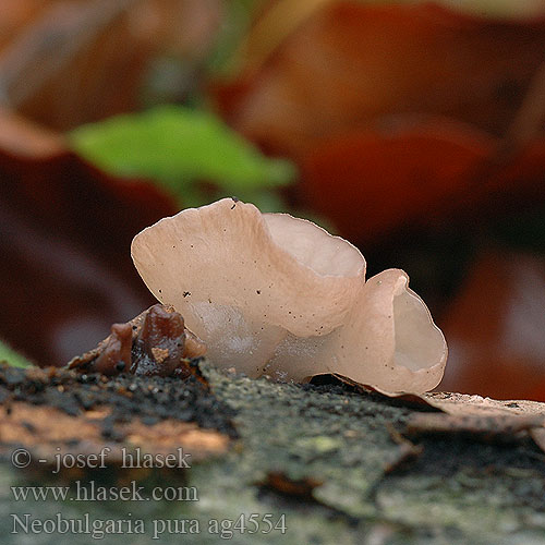 Neobulgaria pura Rosoloklihatka čirá Beech Jellydisc