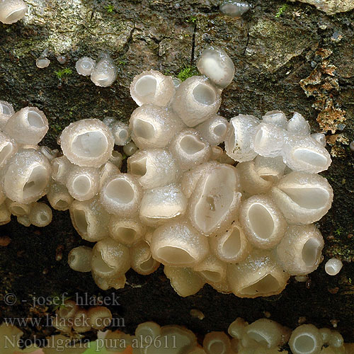 Buchenkreisling Buchengallertkreisling Lysfiolett gelebeger