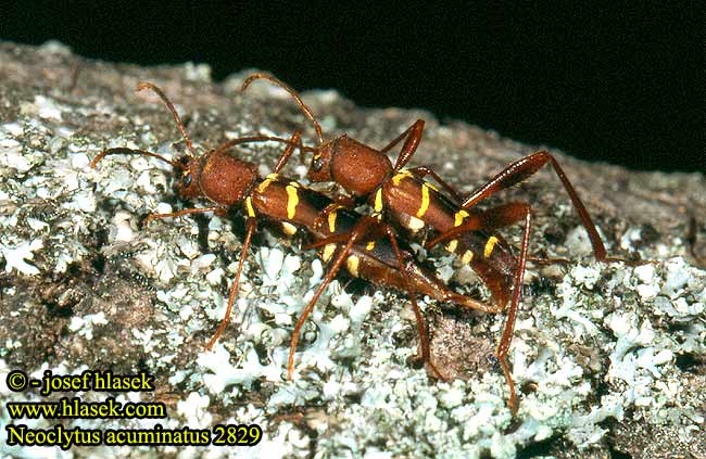 Neoclytus acuminatus 2829