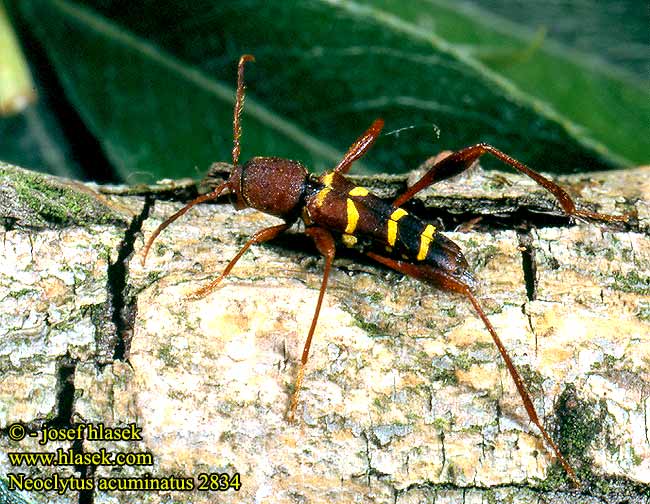 Neoclytus acuminatus 2834