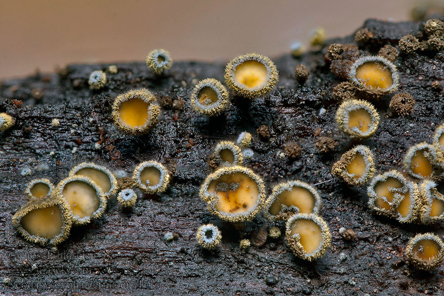 Neodasyscypha cerina Pachlupáček nazelenalý