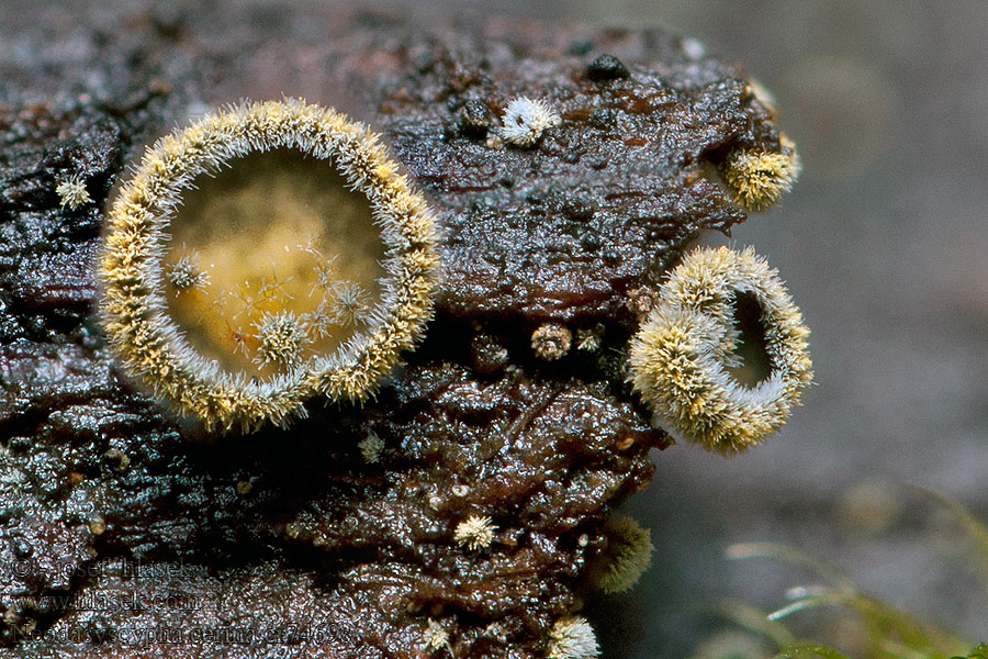 Neodasyscypha cerina Wachsgelbes Haarbecherchen Wasgeel franjekelkje