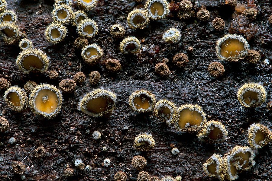 Neodasyscypha cerina Lachnetka vosková Gul hårskål