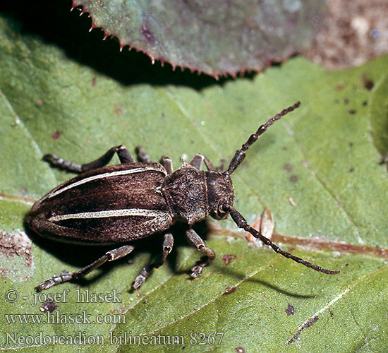 Neodorcadion bilineatum Dorcadion Kétsávos földicincér