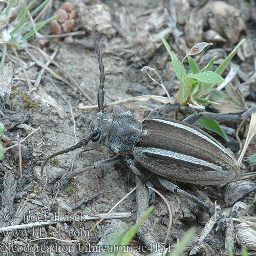 Dorcadion bilineatum Neodorcadion Kétsávos földicincér