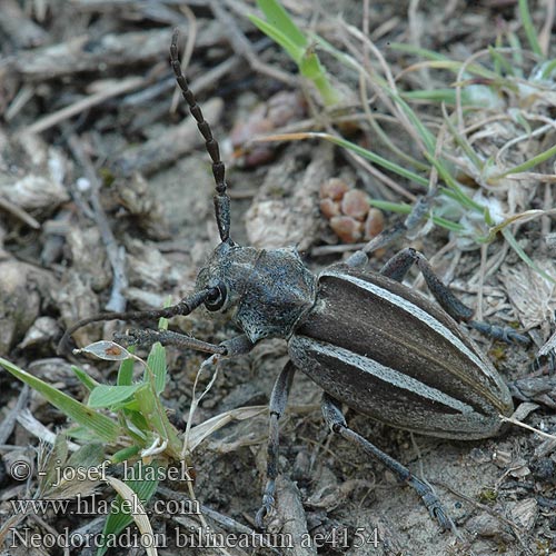 Kétsávos földicincér Dorcadion bilineatum Neodorcadion