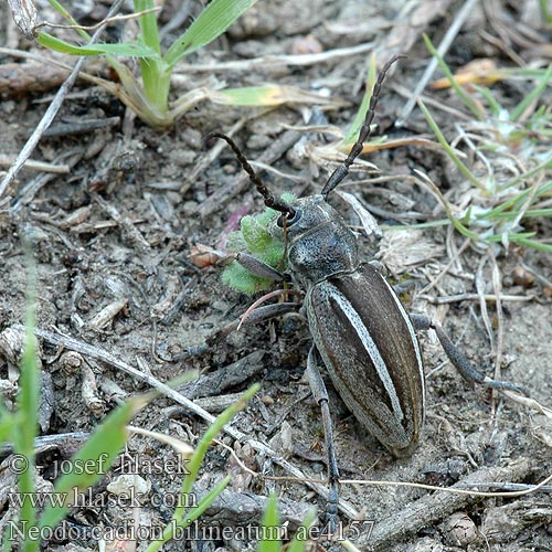 Kétsávos földicincér Dorcadion bilineatum Neodorcadion