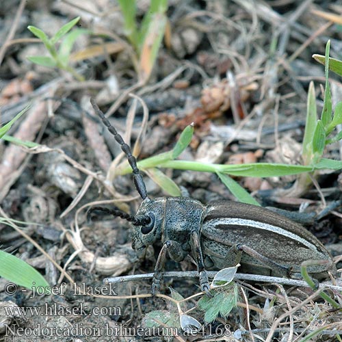 Dorcadion bilineatum Neodorcadion Kétsávos földicincér