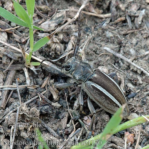 Neodorcadion bilineatum Dorcadion Kétsávos földicincér