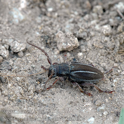 Neodorcadion bilineatum Dorcadion Kétsávos földicincér