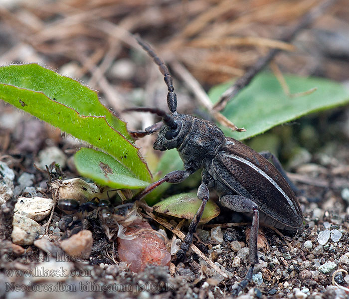 Neodorcadion bilineatum