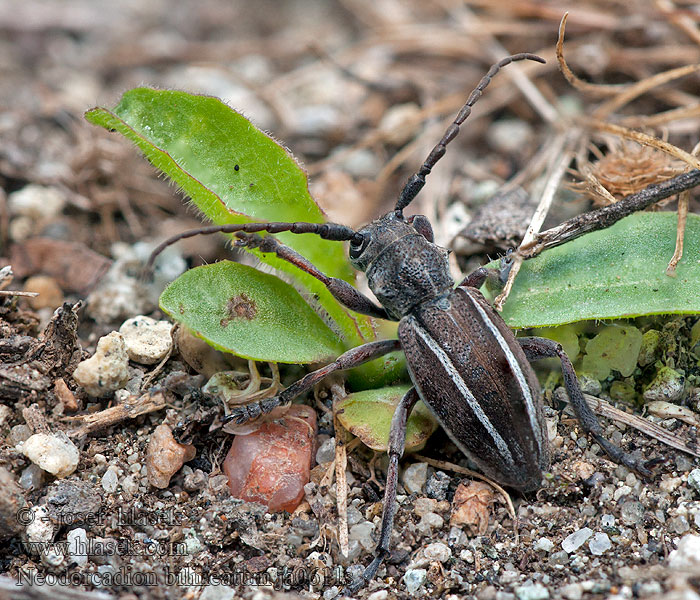 Neodorcadion bilineatum