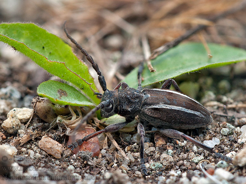 Neodorcadion bilineatum