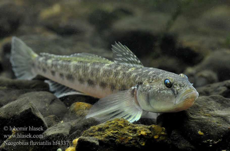 Monkey goby Hlaváč říční Flussgrundel Babka szczupła Býčko piesočný Folyami géb Бычок-песочник Pontische stroomgrondel Бичок-бабка Guvid baltă Neogobius fluviatilis