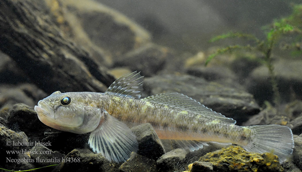 Býčko piesočný Folyami géb Бычок-песочник Pontische stroomgrondel Бичок-бабка Guvid baltă Neogobius fluviatilis Monkey goby Hlaváč říční Flussgrundel Babka szczupła