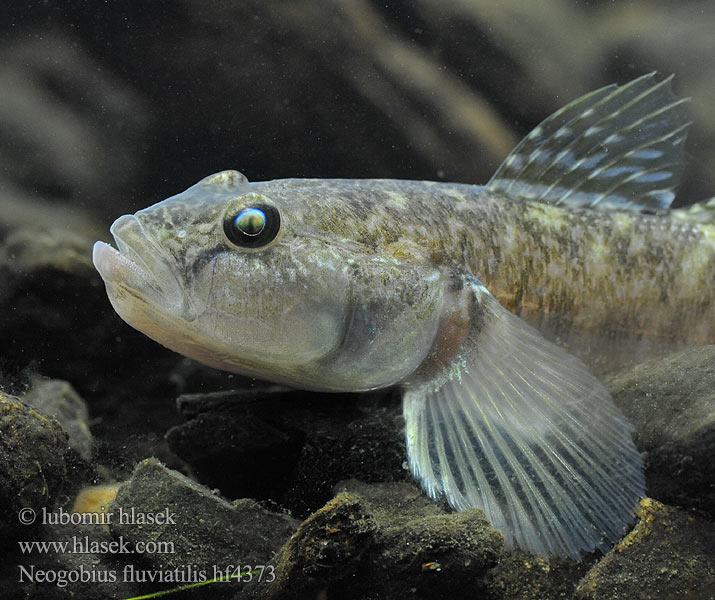 Folyami géb Бычок-песочник Pontische stroomgrondel Бичок-бабка Guvid baltă Neogobius fluviatilis Monkey goby Hlaváč říční Flussgrundel Babka szczupła Býčko piesočný