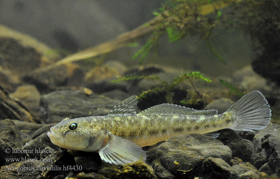 Бычок-песочник Pontische stroomgrondel Бичок-бабка Guvid baltă Neogobius fluviatilis Monkey goby Hlaváč říční Flussgrundel Babka szczupła Býčko piesočný Folyami géb