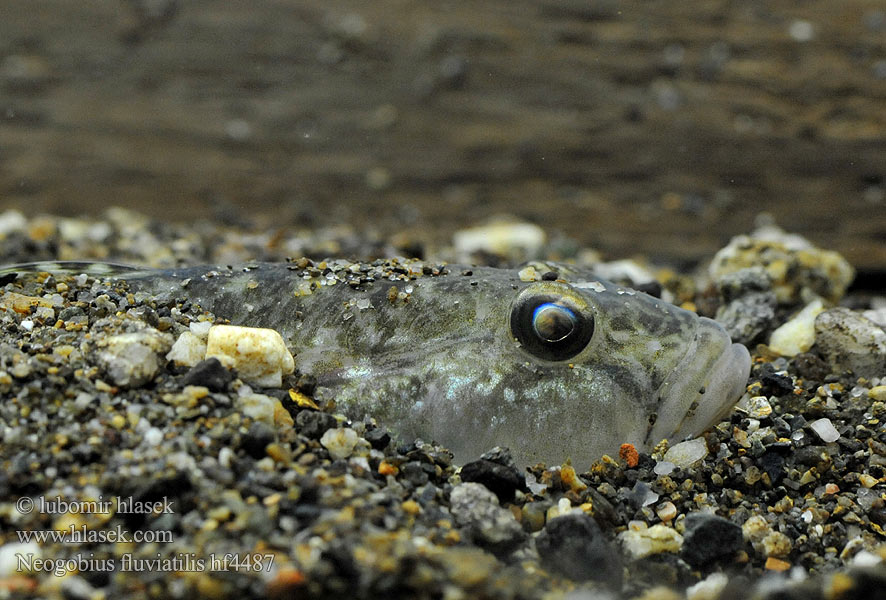 Pontische stroomgrondel Бичок-бабка Guvid baltă Neogobius fluviatilis Monkey goby Hlaváč říční Flussgrundel Babka szczupła Býčko piesočný Folyami géb Бычок-песочник