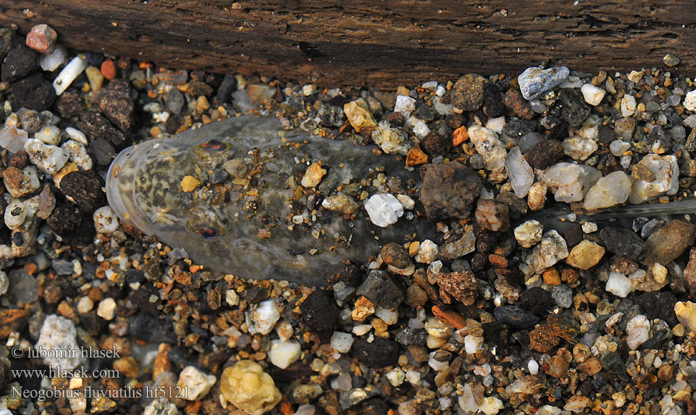 Бичок-бабка Guvid baltă Neogobius fluviatilis Monkey goby Hlaváč říční Flussgrundel Babka szczupła Býčko piesočný Folyami géb Бычок-песочник Pontische stroomgrondel