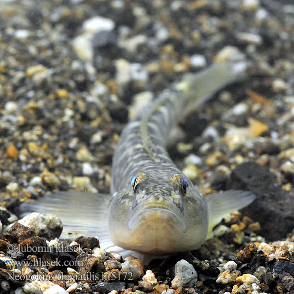 Neogobius fluviatilis Guvid baltă Monkey goby Hlaváč říční Flussgrundel Babka szczupła Býčko piesočný Folyami géb Бычок-песочник Pontische stroomgrondel Бичок-бабка