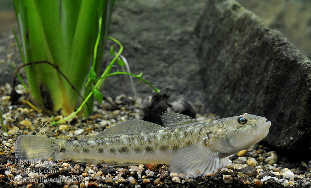 Monkey goby Neogobius fluviatilis Guvid baltă Hlaváč říční Flussgrundel Babka szczupła Býčko piesočný Folyami géb Бычок-песочник Pontische stroomgrondel Бичок-бабка