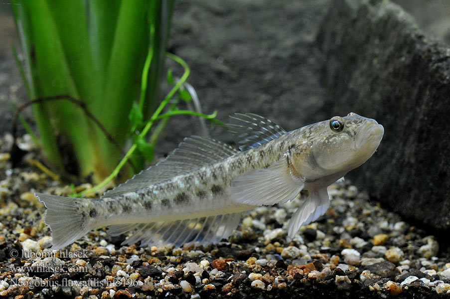 Neogobius fluviatilis Monkey goby Guvid baltă Hlaváč říční Flussgrundel Babka szczupła Býčko piesočný Folyami géb Бычок-песочник Pontische stroomgrondel Бичок-бабка