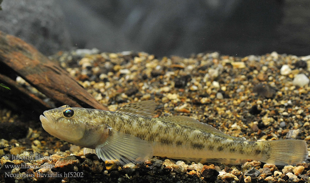 Hlaváč říční Neogobius fluviatilis Monkey goby Guvid baltă Flussgrundel Babka szczupła Býčko piesočný Folyami géb Бычок-песочник Pontische stroomgrondel Бичок-бабка