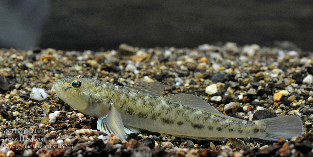 Flussgrundel Hlaváč říční Neogobius fluviatilis Monkey goby Guvid baltă Babka szczupła Býčko piesočný Folyami géb Бычок-песочник Pontische stroomgrondel Бичок-бабка