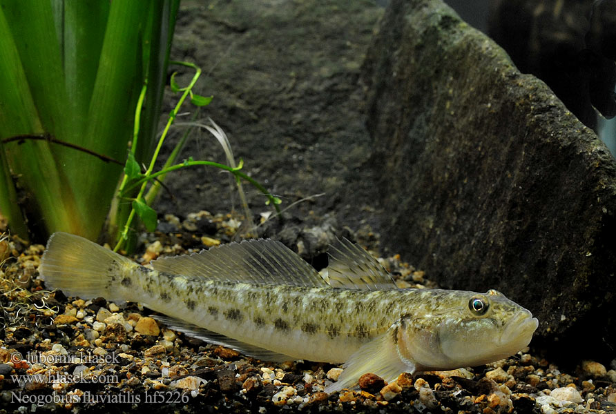 Neogobius fluviatilis Flussgrundel Hlaváč říční Monkey goby Guvid baltă Babka szczupła Býčko piesočný Folyami géb Бычок-песочник Pontische stroomgrondel Бичок-бабка